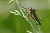 Neoitamus sp.